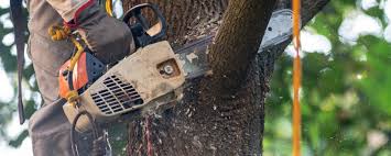 Best Tree Mulching  in Gainesboro, TN