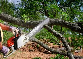 Best Tree Mulching  in Gainesboro, TN