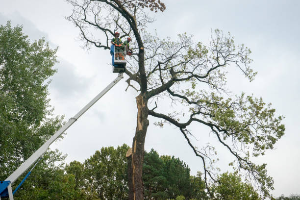 Best Aeration Services  in Gainesboro, TN