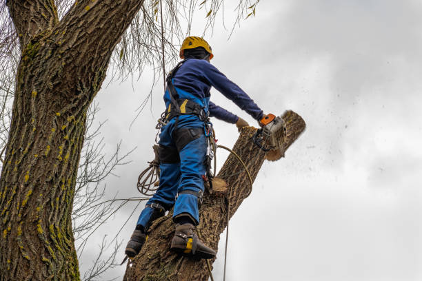 Reliable Gainesboro, TN Tree Removal Solutions