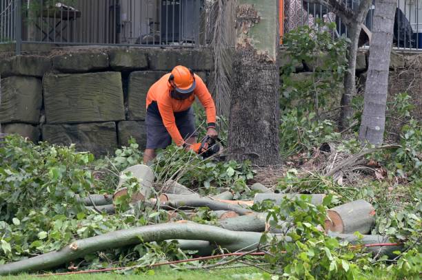 How Our Tree Care Process Works  in  Gainesboro, TN